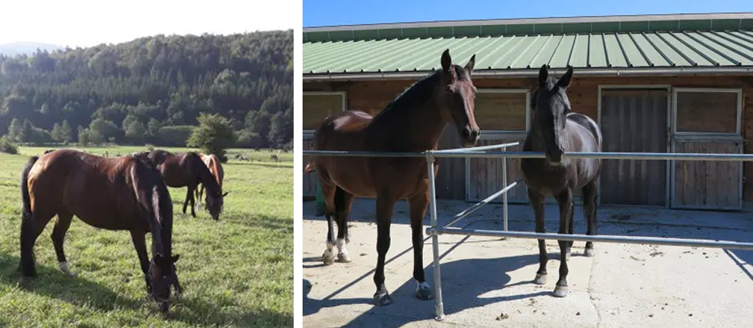 Großzügige Koppeln und Paddockboxen