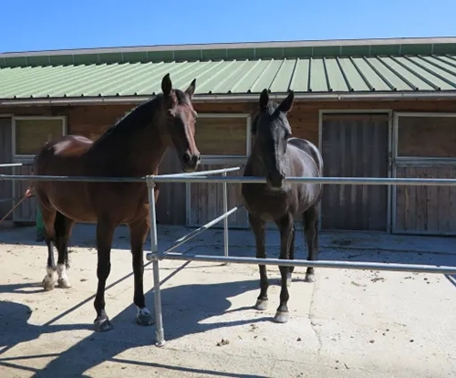 Großzügige Koppeln und Paddockboxen